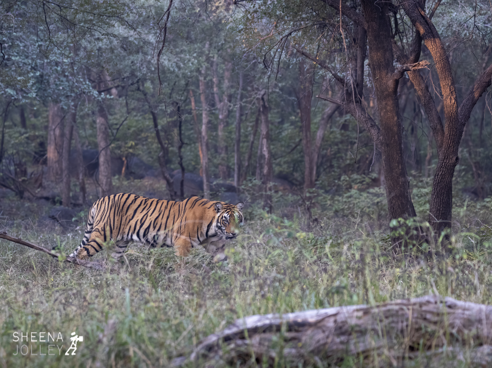 Young Bengal Tiger.jpg - India